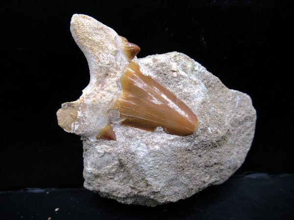 Genuine Eocene Age Otodus Shark Tooth Matrix Fossil for Sale from Morocco #28