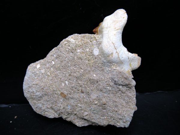 Genuine Eocene Age Otodus Shark Tooth Matrix Fossil for Sale from Morocco #28a