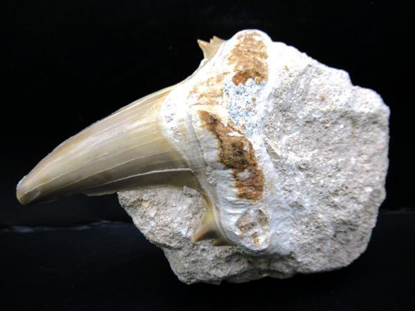 Genuine Eocene Age Otodus Shark Tooth Matrix Fossil for Sale from Morocco #29