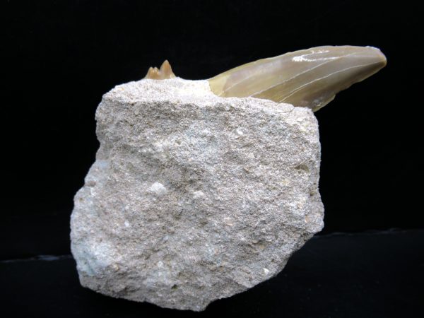 Genuine Eocene Age Otodus Shark Tooth Matrix Fossil for Sale from Morocco #29a