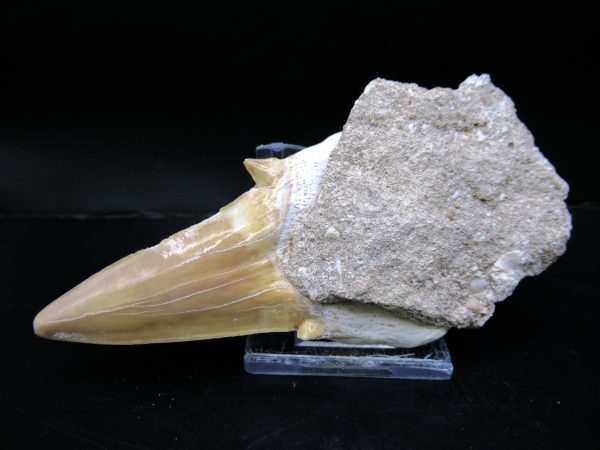 Genuine Eocene Age Otodus Shark Tooth Matrix Fossil for Sale from Morocco #2a