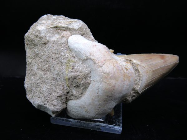 Genuine Eocene Age Otodus Shark Tooth Matrix Fossil for Sale from Morocco #3