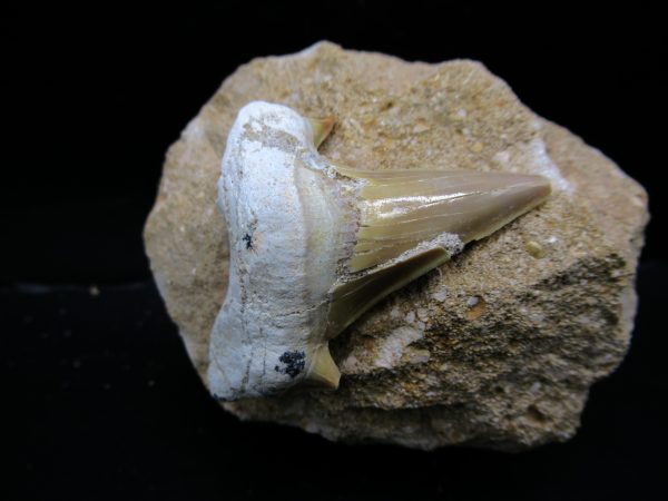 Genuine Eocene Age Otodus Shark Tooth Matrix Fossil for Sale from Morocco #30