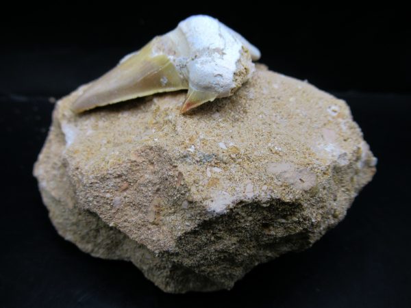 Genuine Eocene Age Otodus Shark Tooth Matrix Fossil for Sale from Morocco #30a