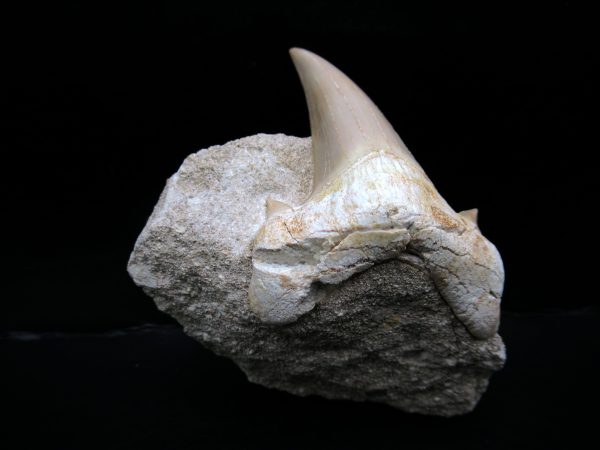 Genuine Eocene Age Otodus Shark Tooth Matrix Fossil for Sale from Morocco #31