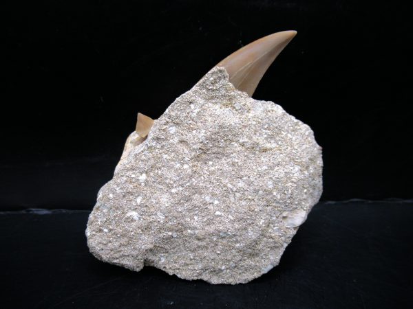 Genuine Eocene Age Otodus Shark Tooth Matrix Fossil for Sale from Morocco #31a