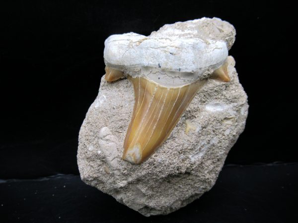 Genuine Eocene Age Otodus Shark Tooth Matrix Fossil for Sale from Morocco #32