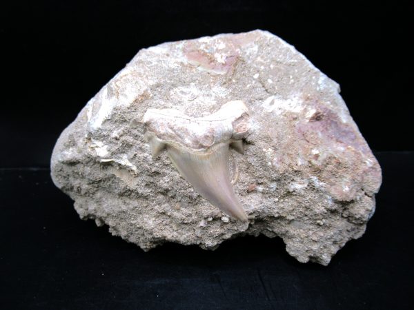 Genuine Eocene Age Otodus Shark Tooth Matrix Fossil for Sale from Morocco #33