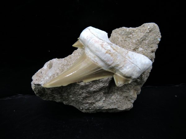 Genuine Eocene Age Otodus Shark Tooth Matrix Fossil for Sale from Morocco #34