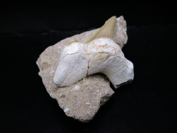 Genuine Eocene Age Otodus Shark Tooth Matrix Fossil for Sale from Morocco #34a