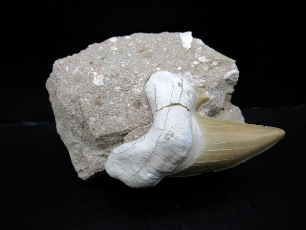 Genuine Eocene Age Otodus Shark Tooth Matrix Fossil for Sale from Morocco #35