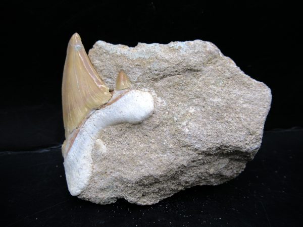 Genuine Eocene Age Otodus Shark Tooth Matrix Fossil for Sale from Morocco #36