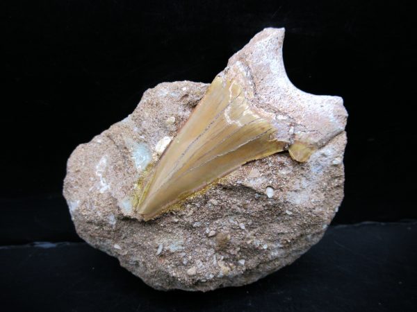 Genuine Eocene Age Otodus Shark Tooth Matrix Fossil for Sale from Morocco #38