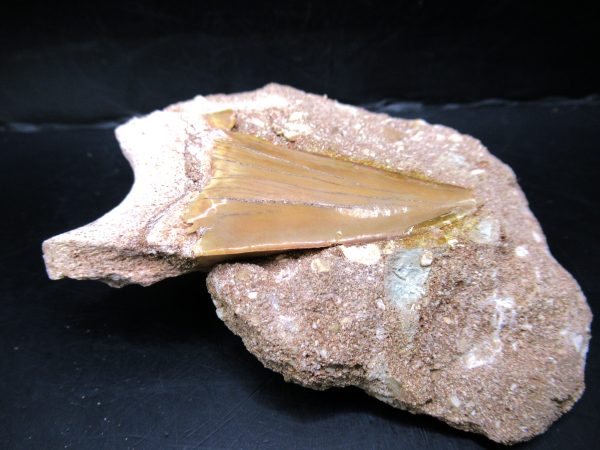 Genuine Eocene Age Otodus Shark Tooth Matrix Fossil for Sale from Morocco #38a