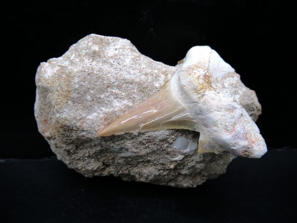 Genuine Eocene Age Otodus Shark Tooth Matrix Fossil for Sale from Morocco #39