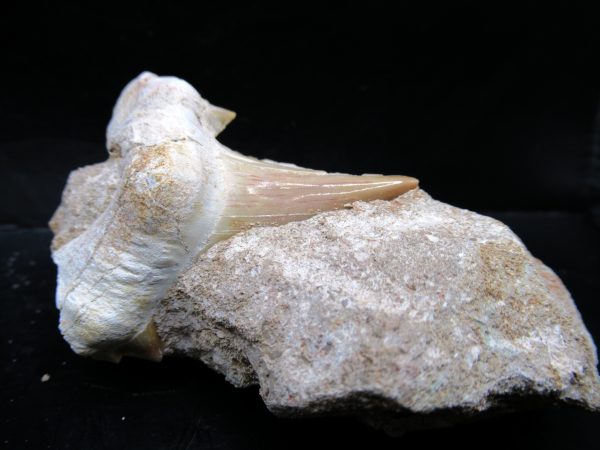 Genuine Eocene Age Otodus Shark Tooth Matrix Fossil for Sale from Morocco #39a