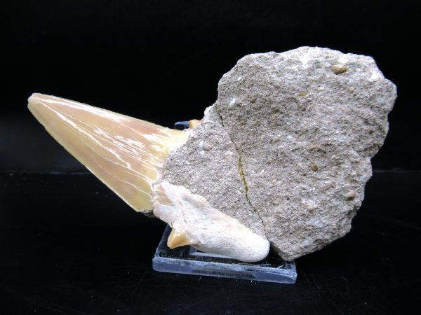 Genuine Eocene Age Otodus Shark Tooth Matrix Fossil for Sale from Morocco #3a