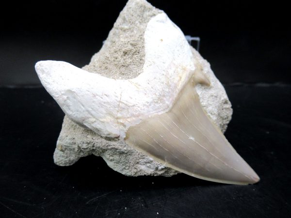 Genuine Eocene Age Otodus Shark Tooth Matrix Fossil for Sale from Morocco #4