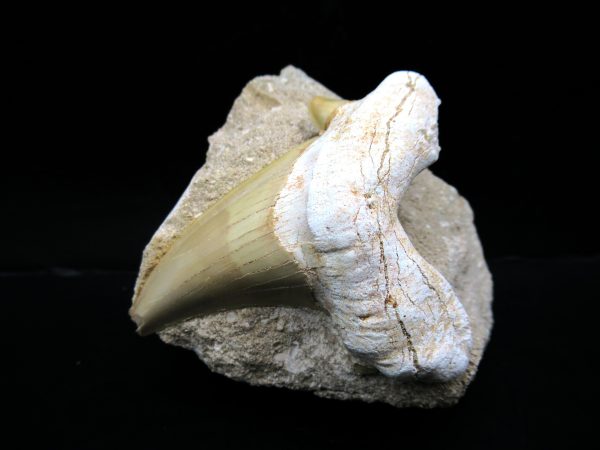 Genuine Eocene Age Otodus Shark Tooth Matrix Fossil for Sale from Morocco #40