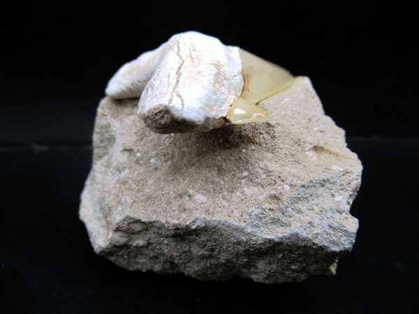 Genuine Eocene Age Otodus Shark Tooth Matrix Fossil for Sale from Morocco #40a