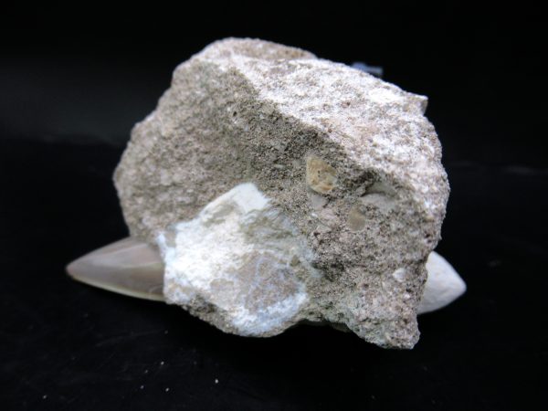 Genuine Eocene Age Otodus Shark Tooth Matrix Fossil for Sale from Morocco #4a