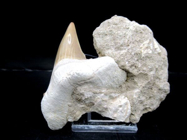 Genuine Eocene Age Otodus Shark Tooth Matrix Fossil for Sale from Morocco #5