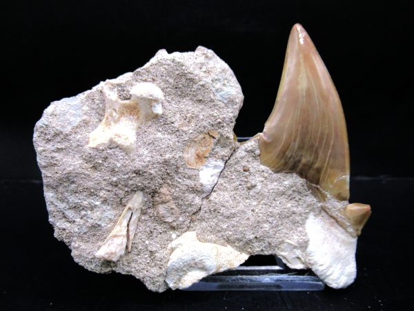 Genuine Eocene Age Otodus Shark Tooth Matrix Fossil for Sale from Morocco #5a