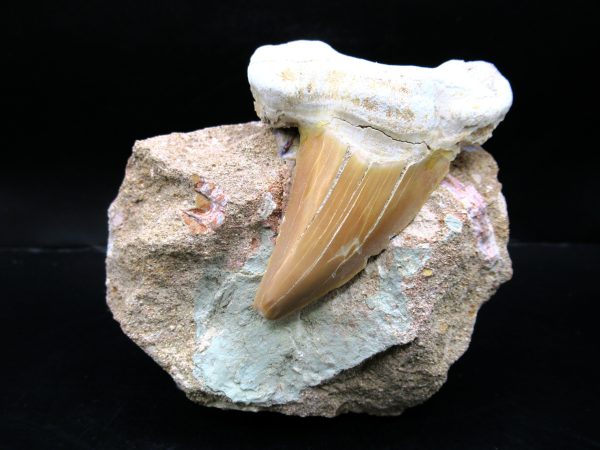 Genuine Eocene Age Otodus Shark Tooth Matrix Fossil for Sale from Morocco #6