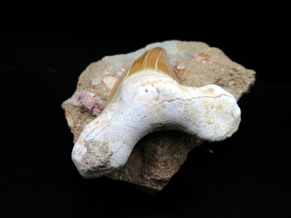 Genuine Eocene Age Otodus Shark Tooth Matrix Fossil for Sale from Morocco #6a