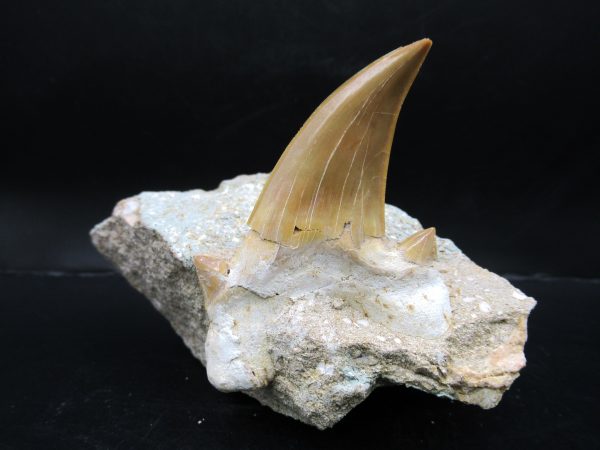 Genuine Eocene Age Otodus Shark Tooth Matrix Fossil for Sale from Morocco #7