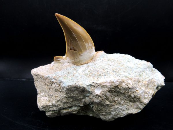 Genuine Eocene Age Otodus Shark Tooth Matrix Fossil for Sale from Morocco #7a