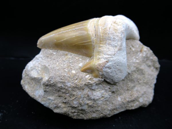 Genuine Eocene Age Otodus Shark Tooth Matrix Fossil for Sale from Morocco #8