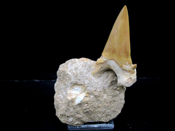 Genuine Eocene Age Otodus Shark Tooth Matrix Fossil for Sale from Morocco #9a