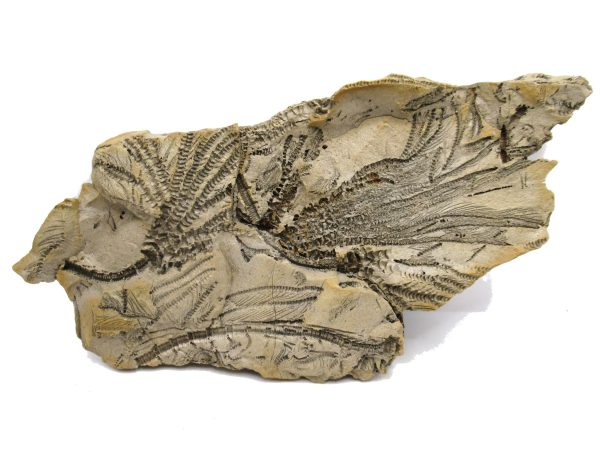 Genuine Oligocene Age Isocrinus oregonensis Crinoid Fossils From Oregon For Sale #1