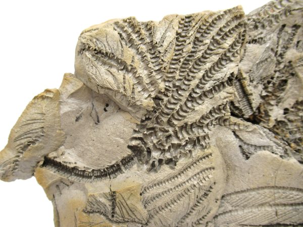 Genuine Oligocene Age Isocrinus oregonensis Crinoid Fossils From Oregon For Sale #1a