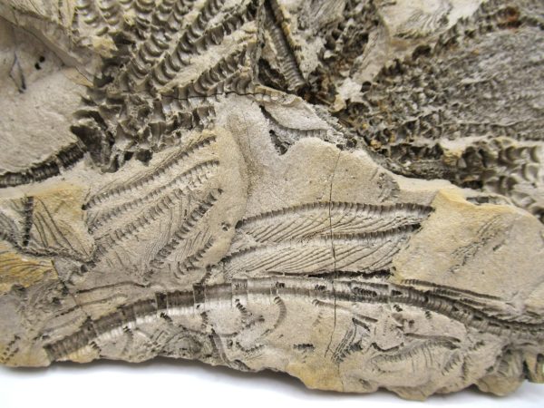 Genuine Oligocene Age Isocrinus oregonensis Crinoid Fossils From Oregon For Sale #1b