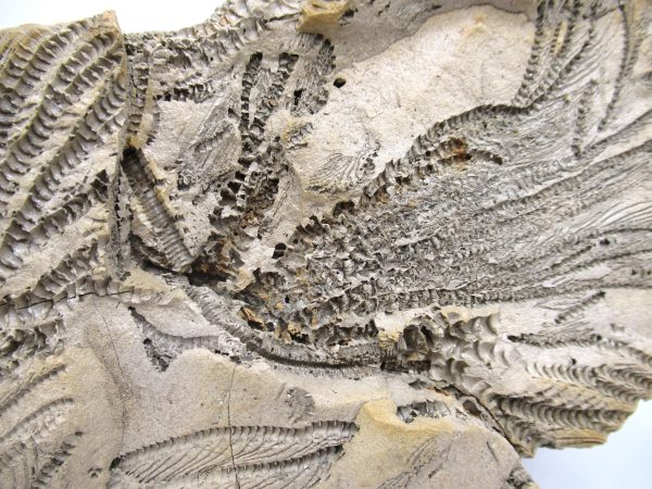 Genuine Oligocene Age Isocrinus oregonensis Crinoid Fossils From Oregon For Sale #1c