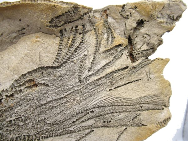 Genuine Oligocene Age Isocrinus oregonensis Crinoid Fossils From Oregon For Sale #1d