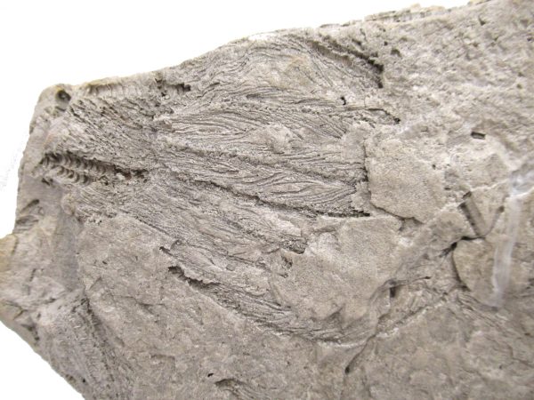 Genuine Oligocene Age Isocrinus oregonensis Crinoid Fossils From Oregon For Sale #1h