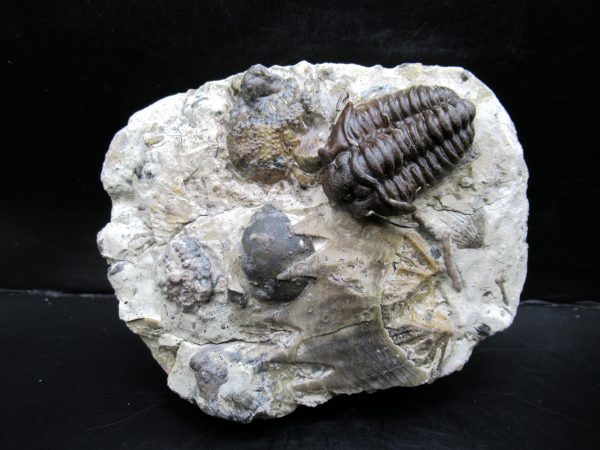 General Silurian Age Calymene breviceps Trilobite From Indiana For Sale #5