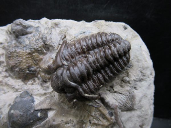 General Silurian Age Calymene breviceps Trilobite From Indiana For Sale #5a