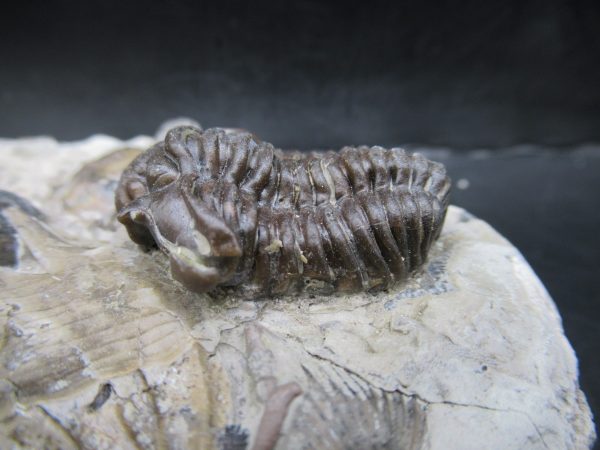 General Silurian Age Calymene breviceps Trilobite From Indiana For Sale #5b