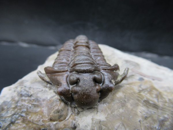 General Silurian Age Calymene breviceps Trilobite From Indiana For Sale #5c