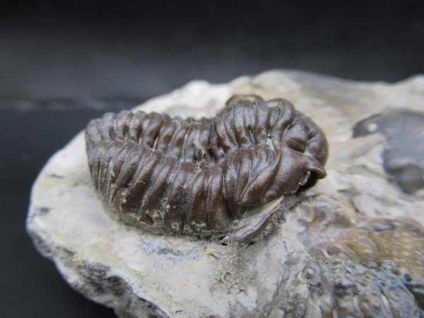 General Silurian Age Calymene breviceps Trilobite From Indiana For Sale #5d