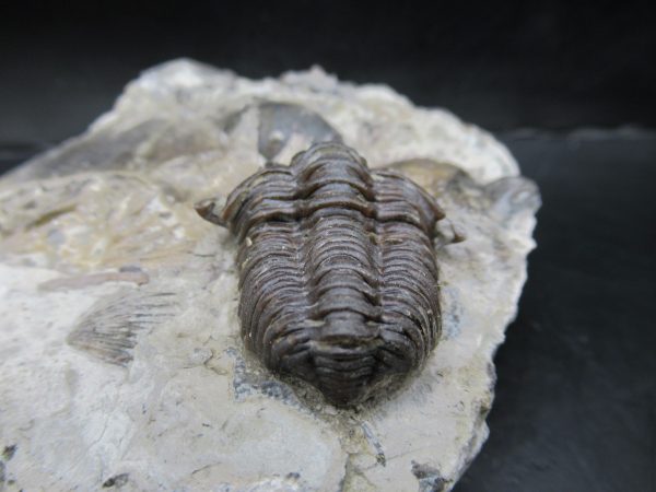 General Silurian Age Calymene breviceps Trilobite From Indiana For Sale #5e