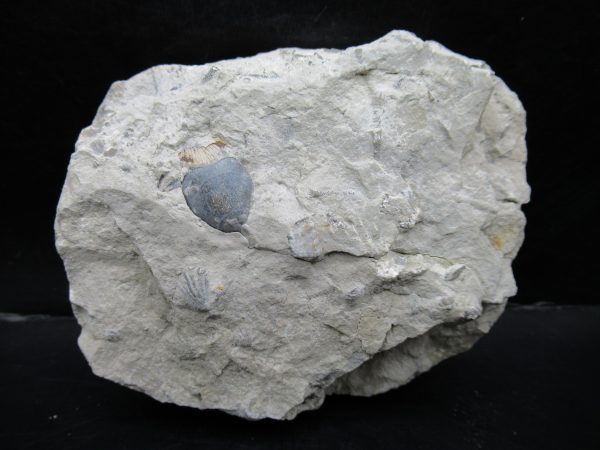 General Silurian Age Calymene breviceps Trilobite From Indiana For Sale #5f