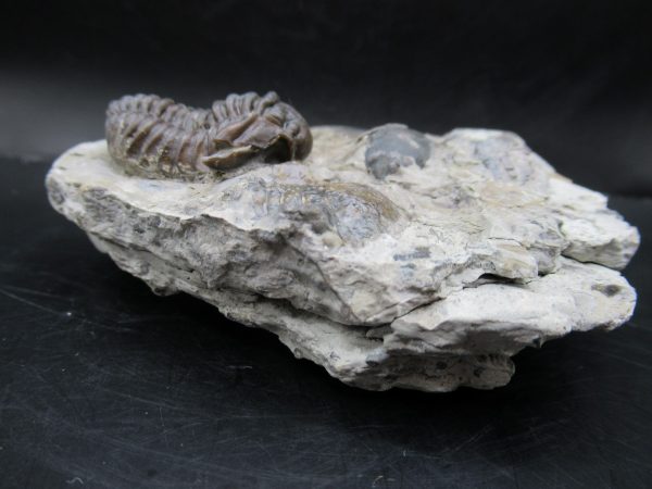 General Silurian Age Calymene breviceps Trilobite From Indiana For Sale #5g