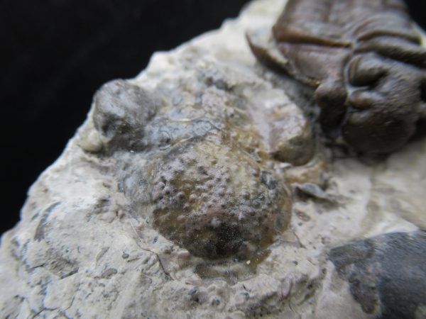 General Silurian Age Calymene breviceps Trilobite From Indiana For Sale #5h