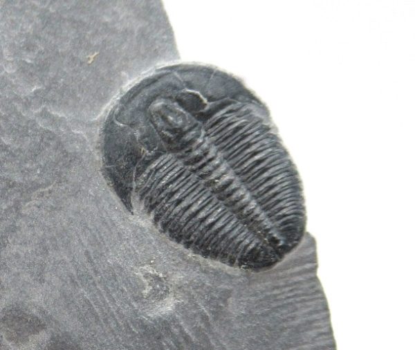 General Cambrian Age Elrathia Trilobite Fossils From Madagascar For Sale From Utah #104a