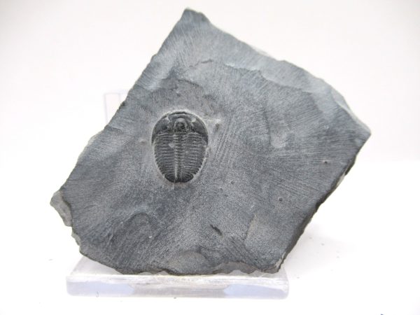 General Cambrian Age Elrathia Trilobite Fossils From Madagascar For Sale From Utah #108